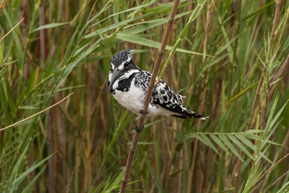 Pied Kingfisher - ML647503951