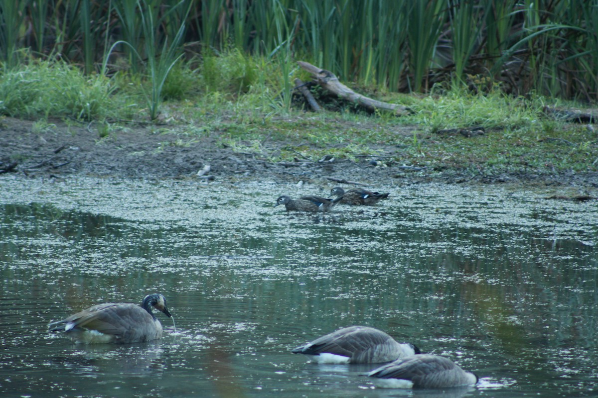 Wood Duck - ML647503952