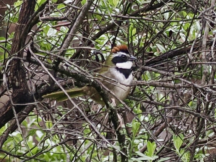Collared Towhee - ML647503953