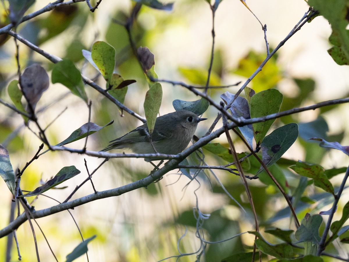 Ruby-crowned Kinglet - ML647503964