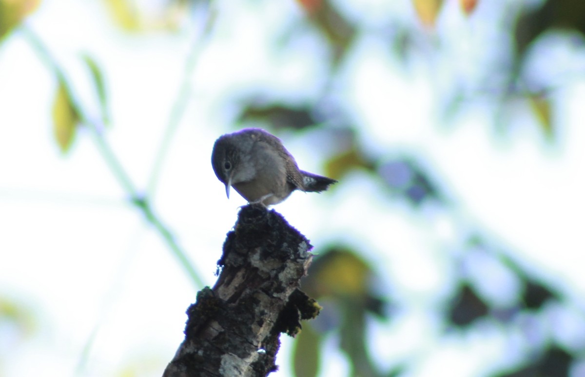 Northern House Wren - ML647503969