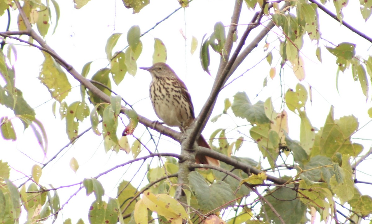 Brown Thrasher - ML647503985