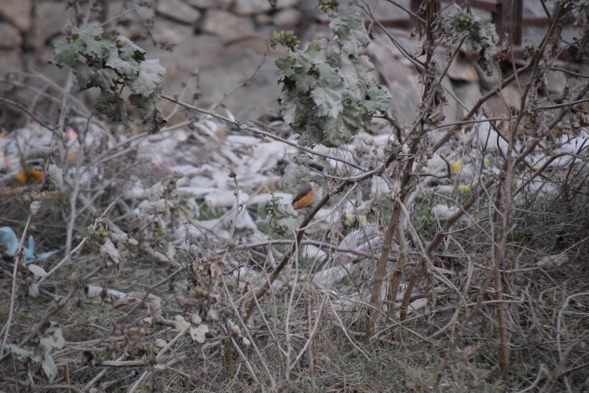 Gray-backed Shrike - ML647503986