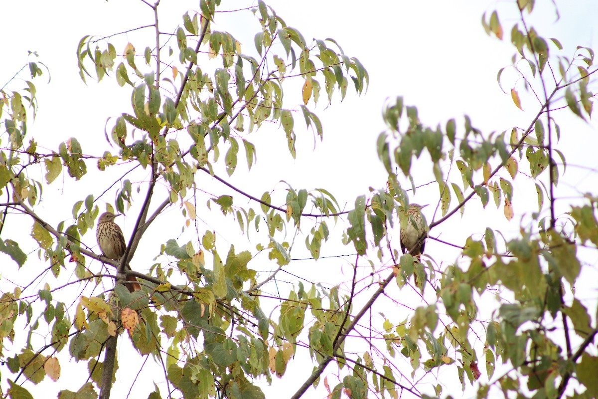 Brown Thrasher - ML647503992