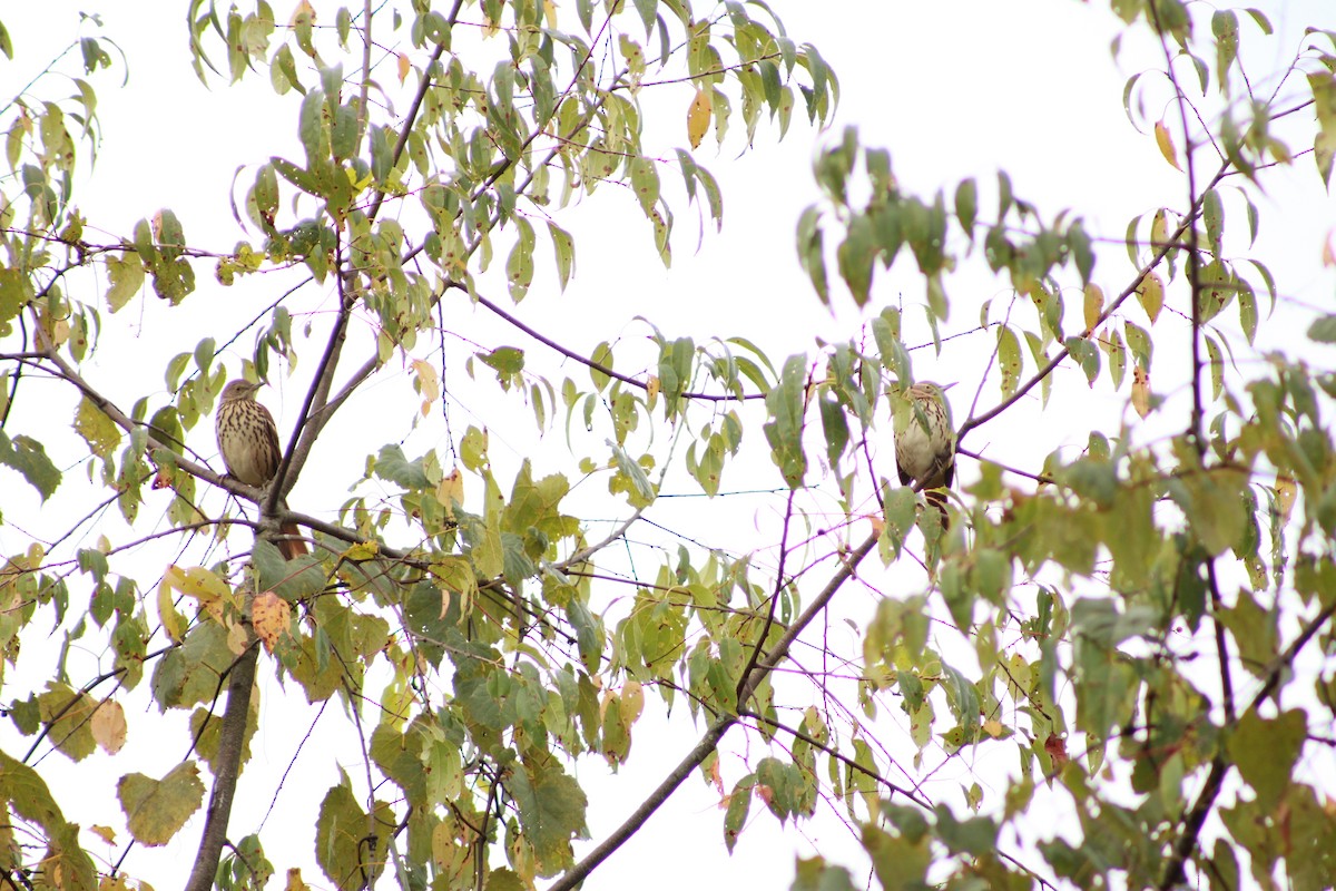 Brown Thrasher - ML647503993