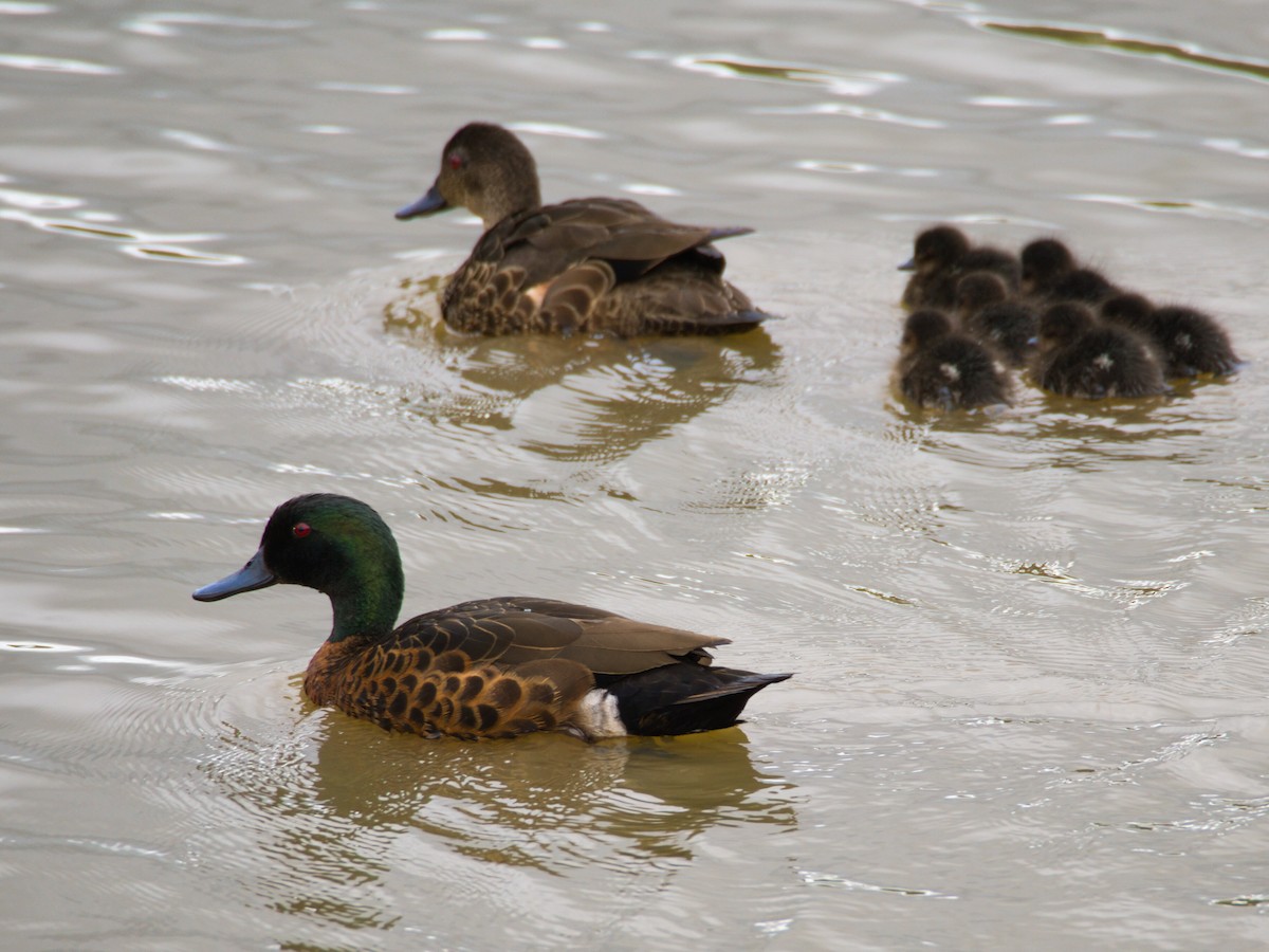 Chestnut Teal - ML647503997