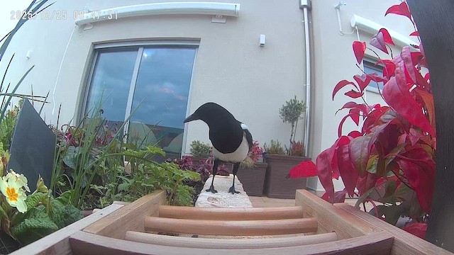 Сорока звичайна (підвид melanotos) - ML647503998