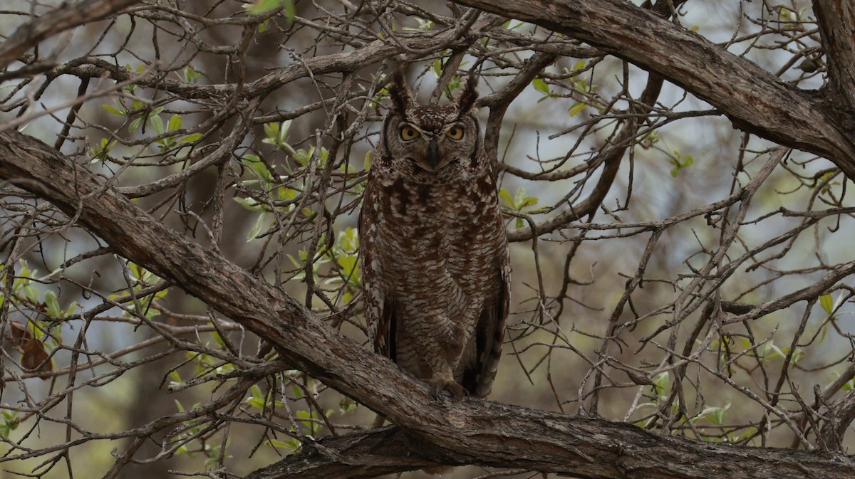 Spotted Eagle-Owl - ML647504001
