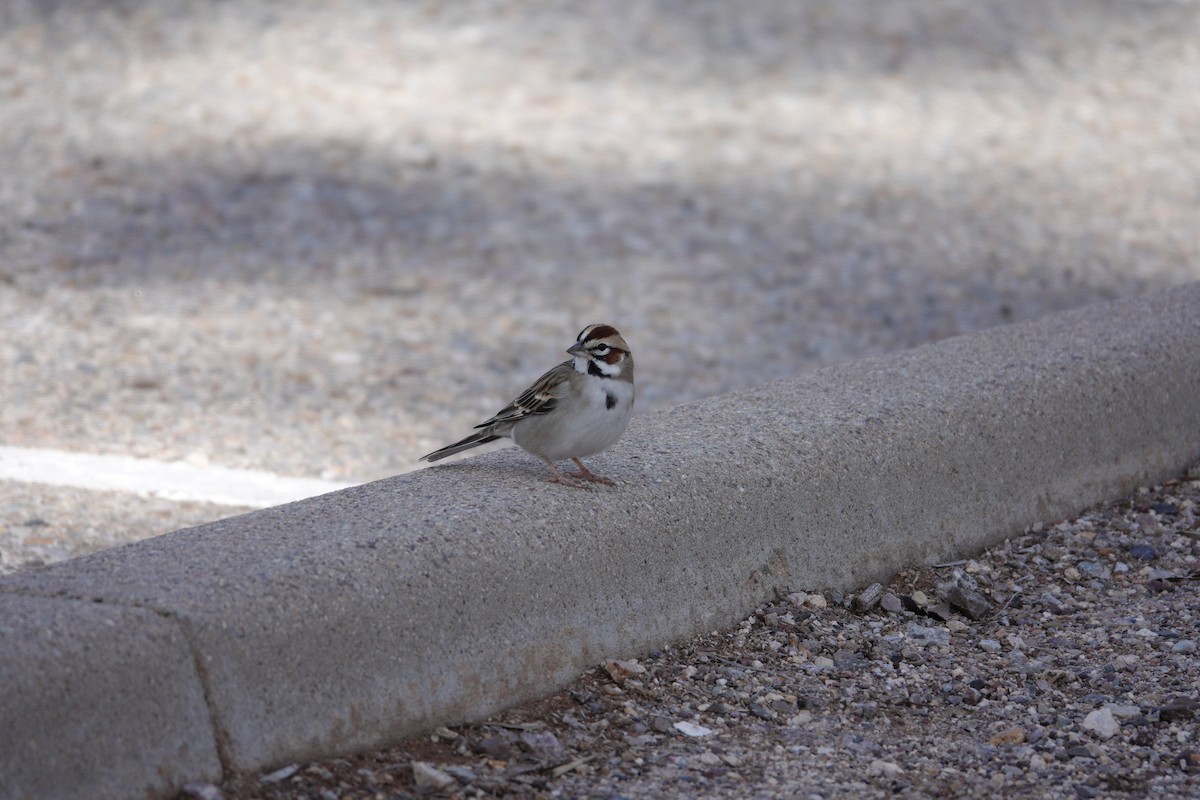 Lark Sparrow - ML647504006
