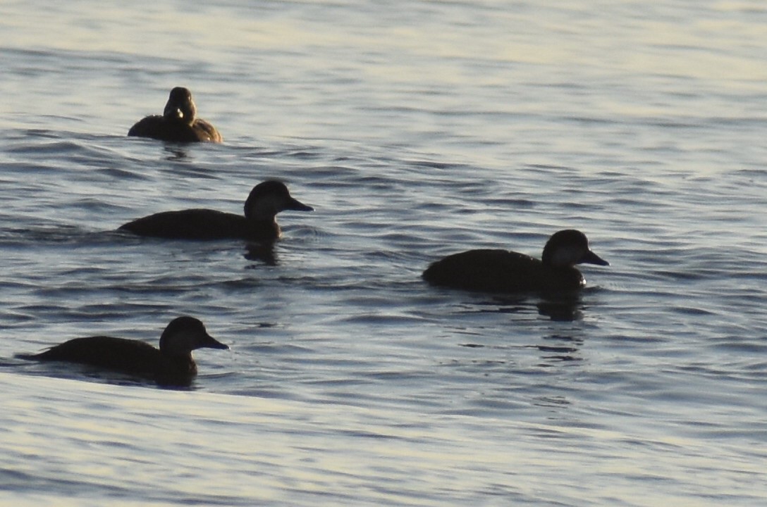 amerikasvartand - ML647504009