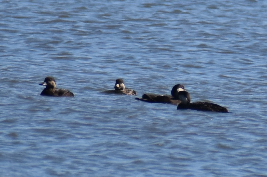 amerikasvartand - ML647504011