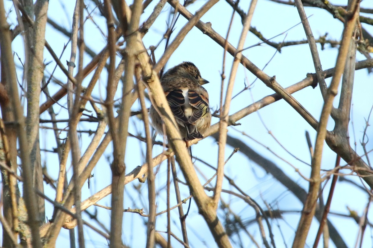 Brambling - ML647504041