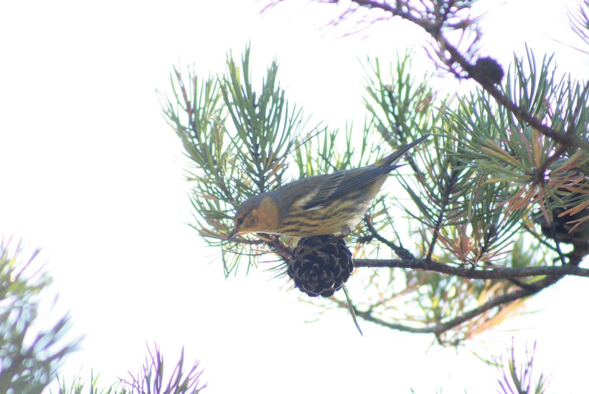 ホオアカアメリカムシクイ - ML647504051