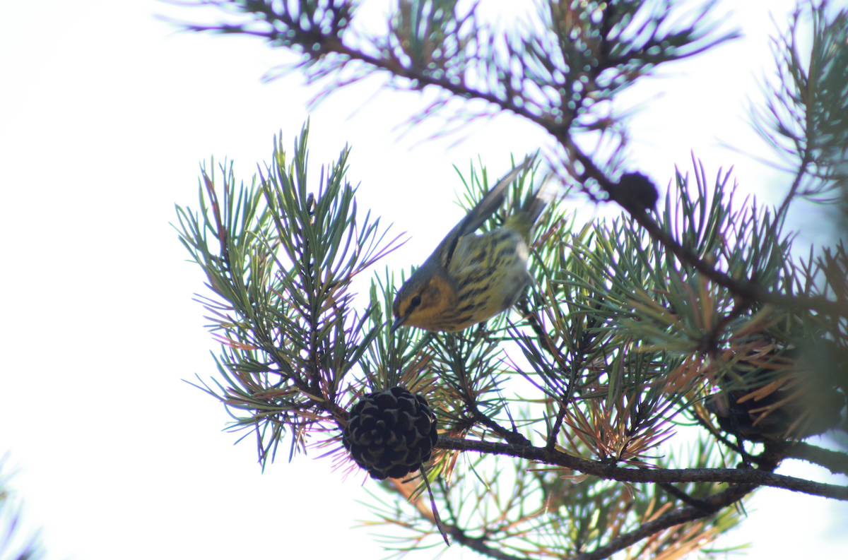 ホオアカアメリカムシクイ - ML647504052