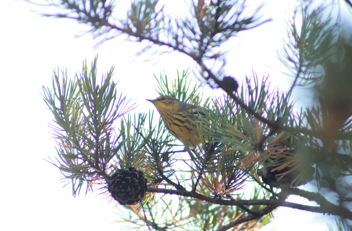 ホオアカアメリカムシクイ - ML647504053