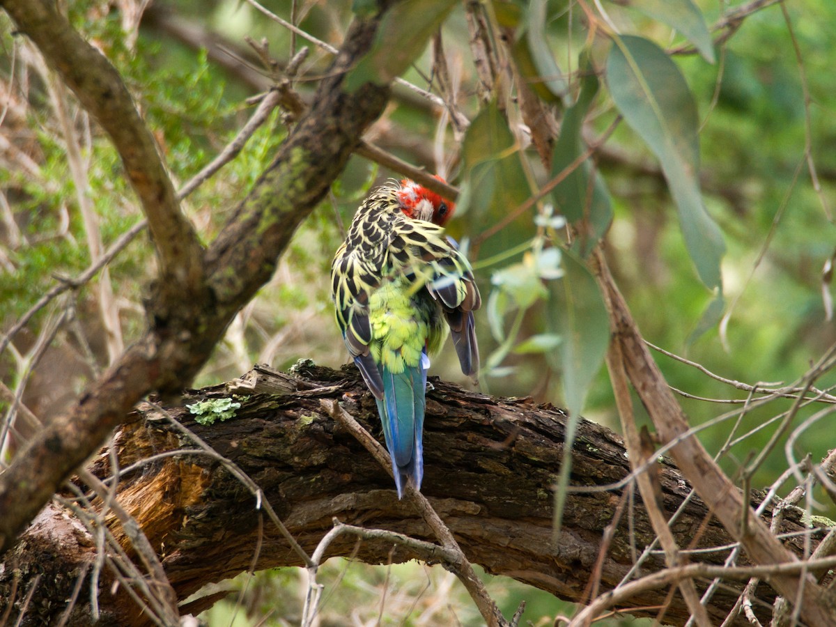 Eastern Rosella - ML647504061