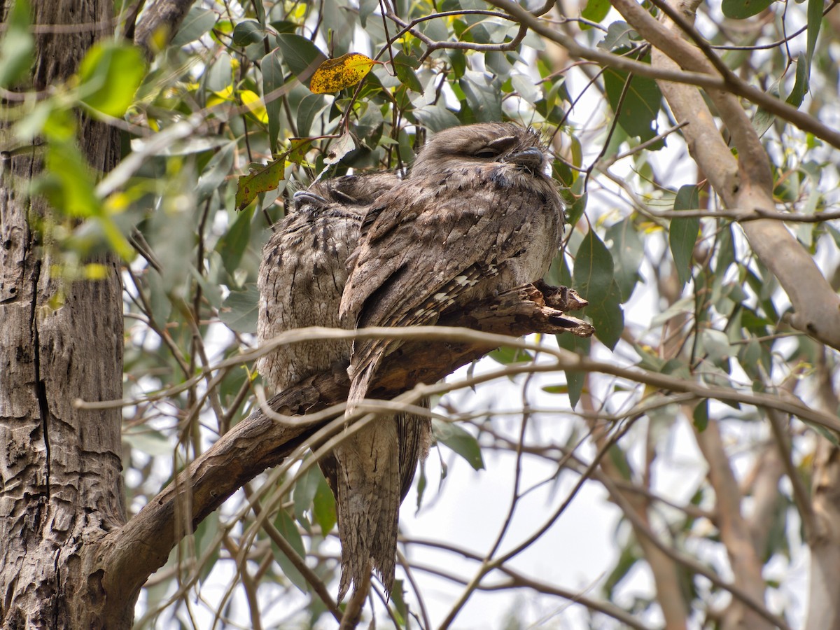 Avustralya Kocaağzı - ML647504065