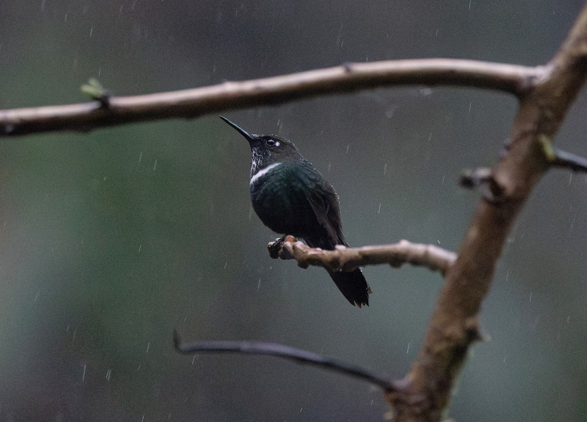 Kolyeli Günmeleği - ML647504074