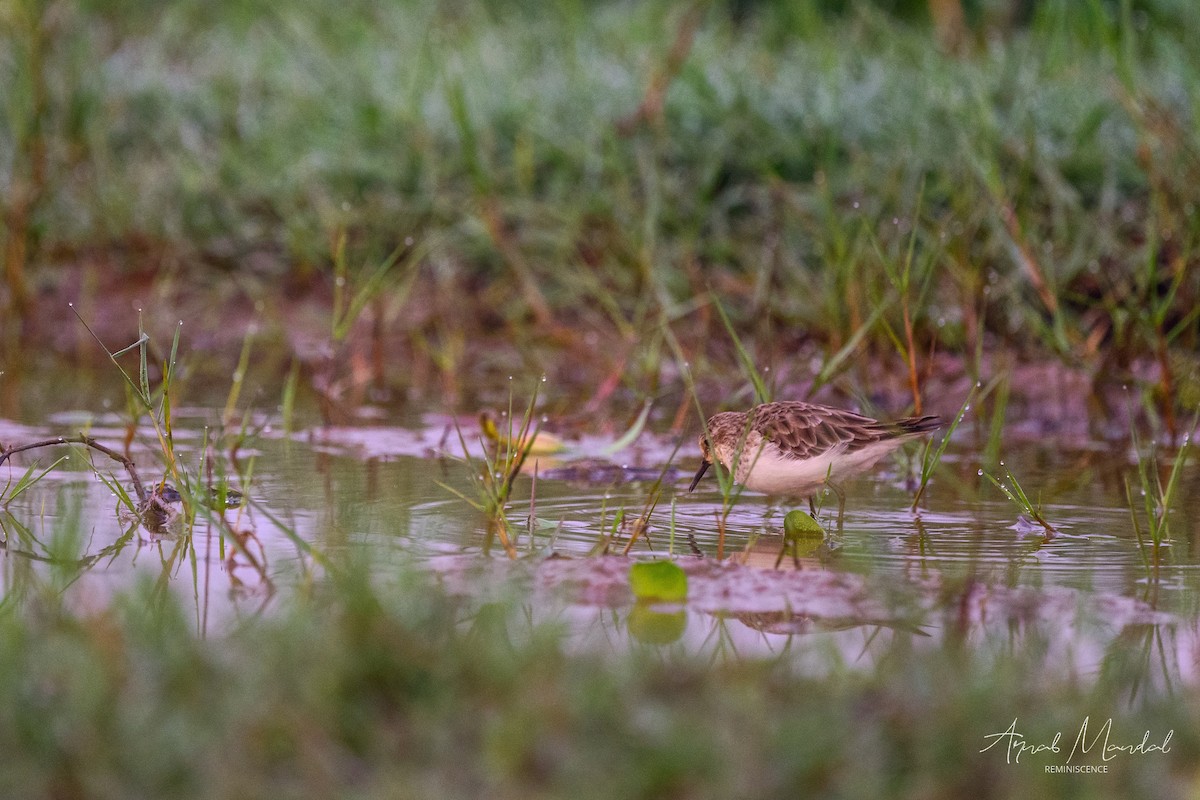 Little Stint - ML647504077