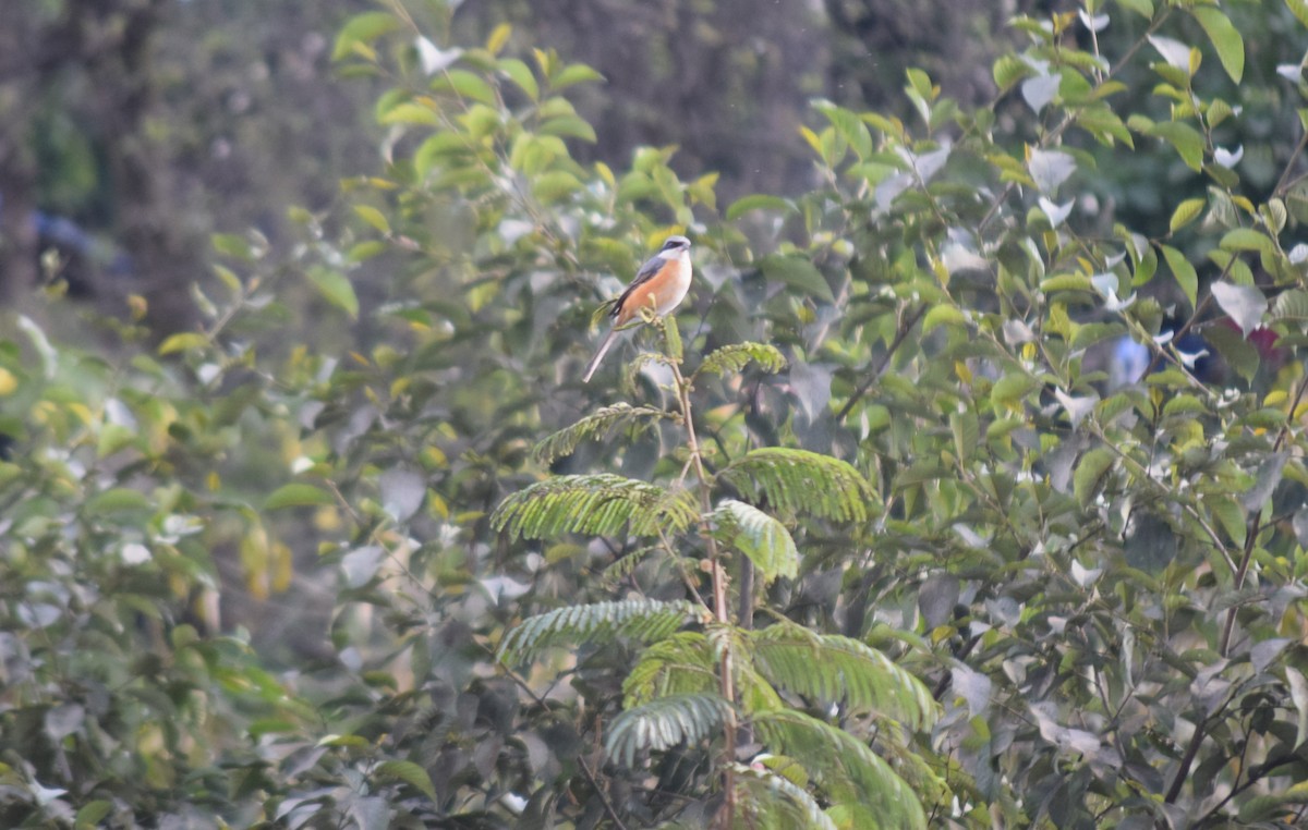 Gray-backed Shrike - ML647504091