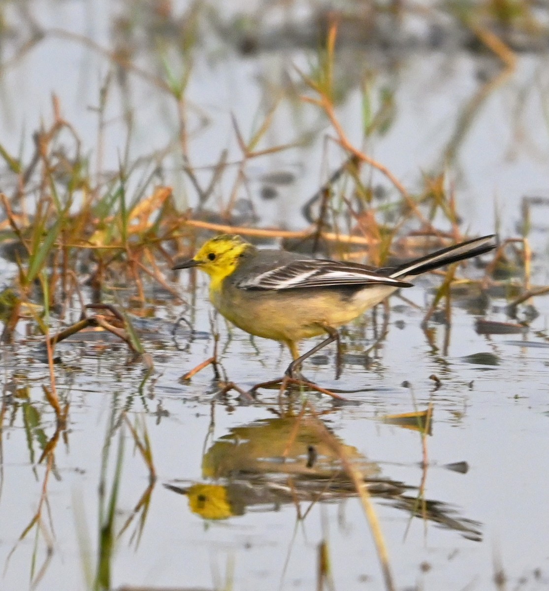 נחליאלי לימוני - ML647504096