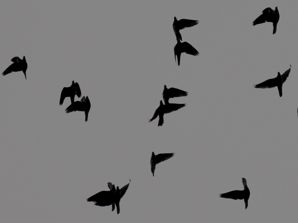 Paloma Torcaza - ML647504098