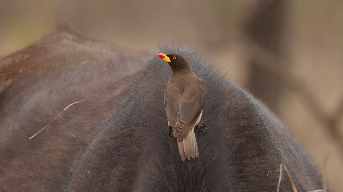 Picabueyes Piquigualdo - ML647504099