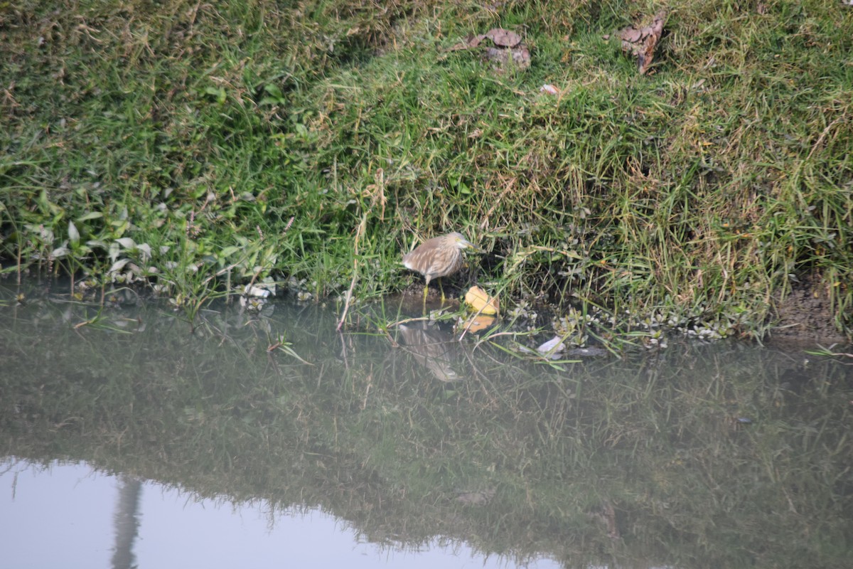 Garcilla India - ML647504108