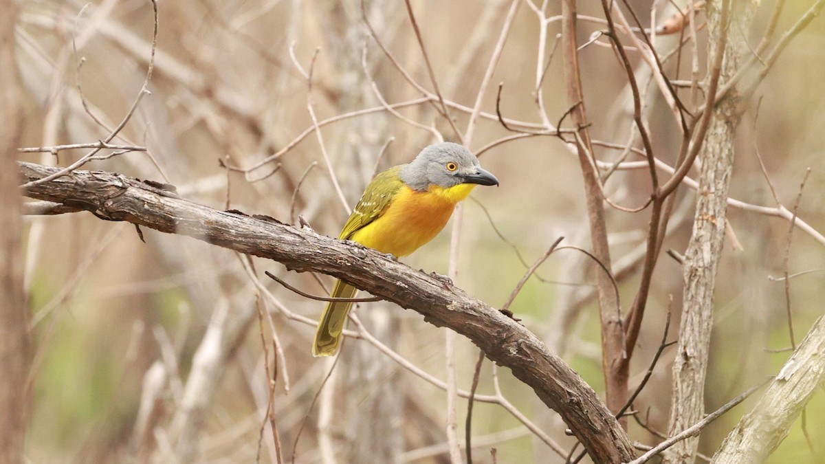 Gladiador Cabecigrís - ML647504109