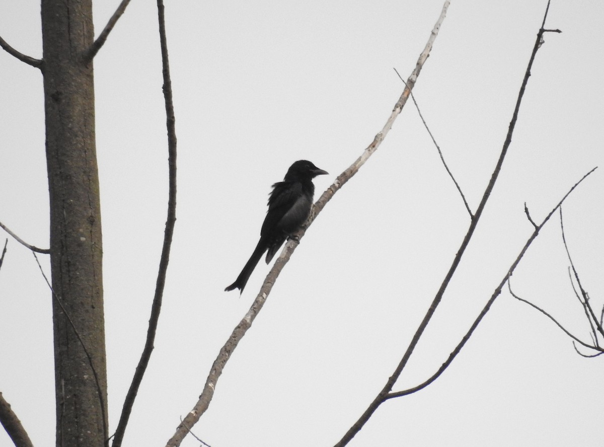 Drongo Picogordo - ML647504110