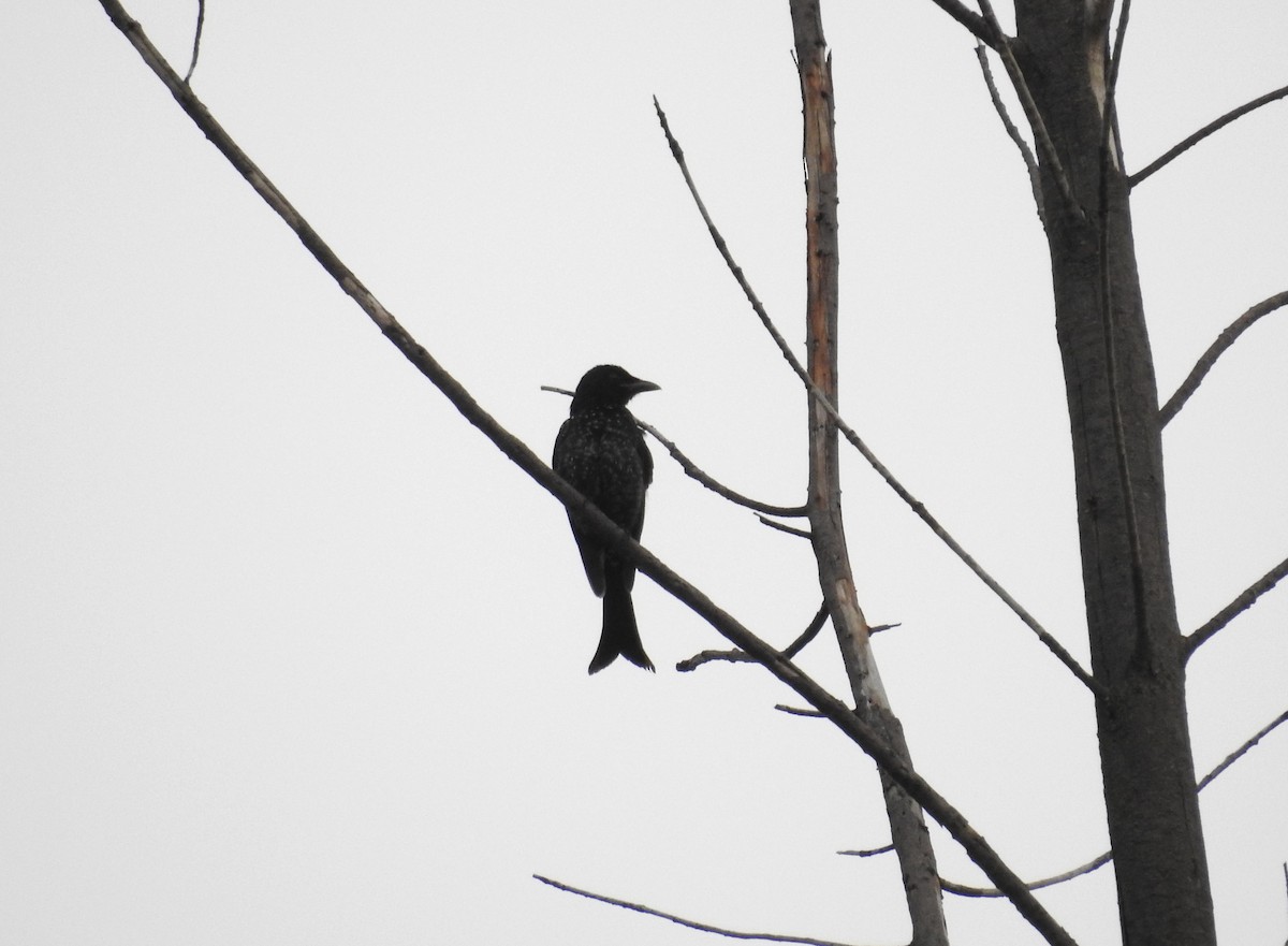 Drongo Picogordo - ML647504111