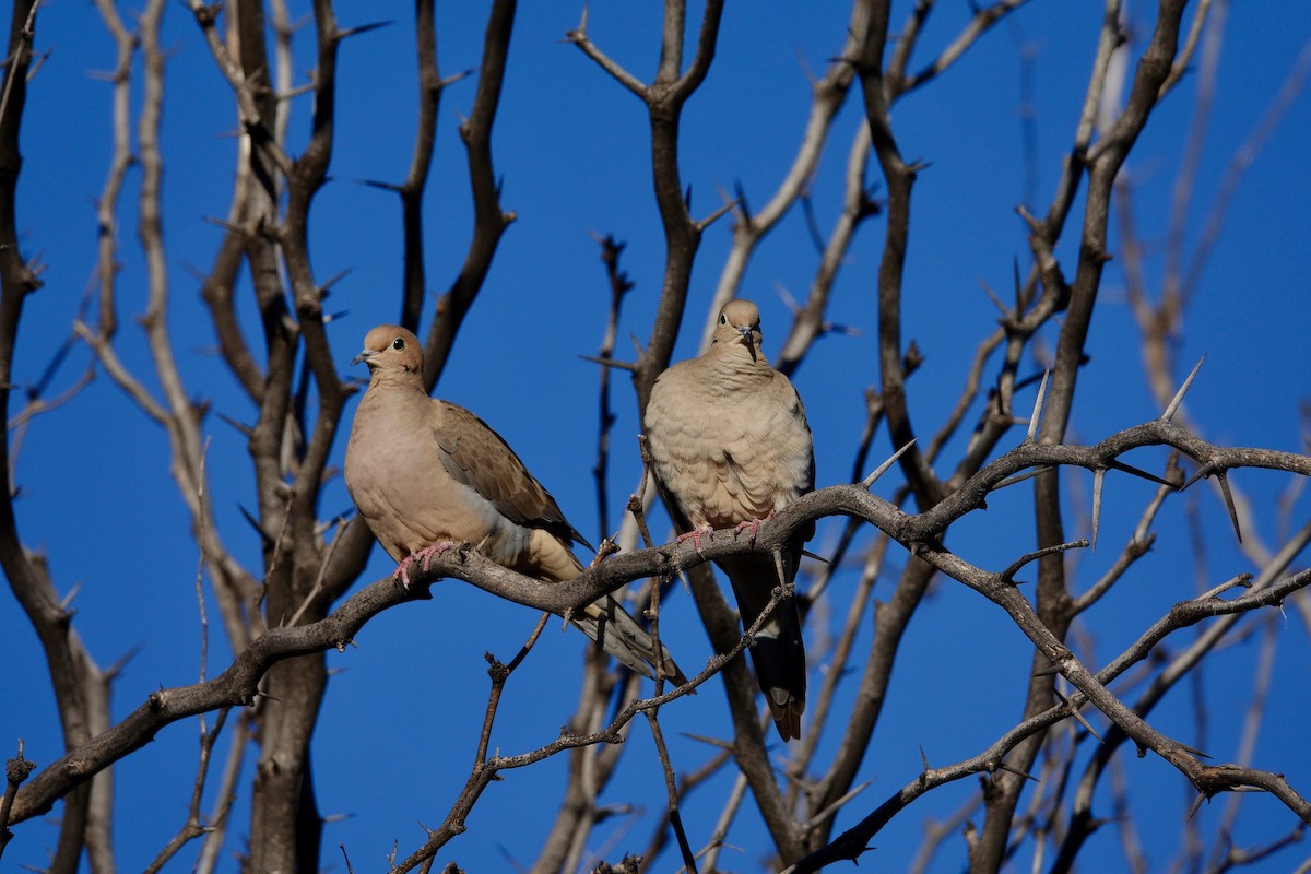 Zenaida Huilota - ML647504112