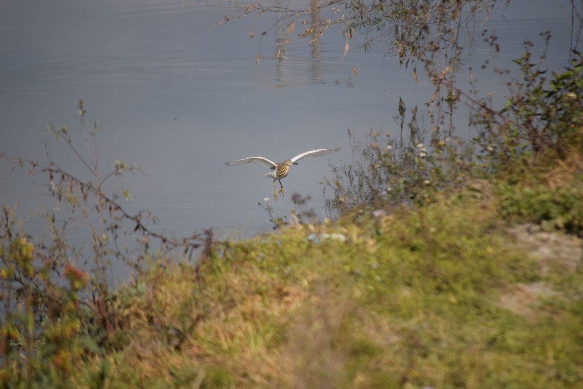 Garcilla India - ML647504113