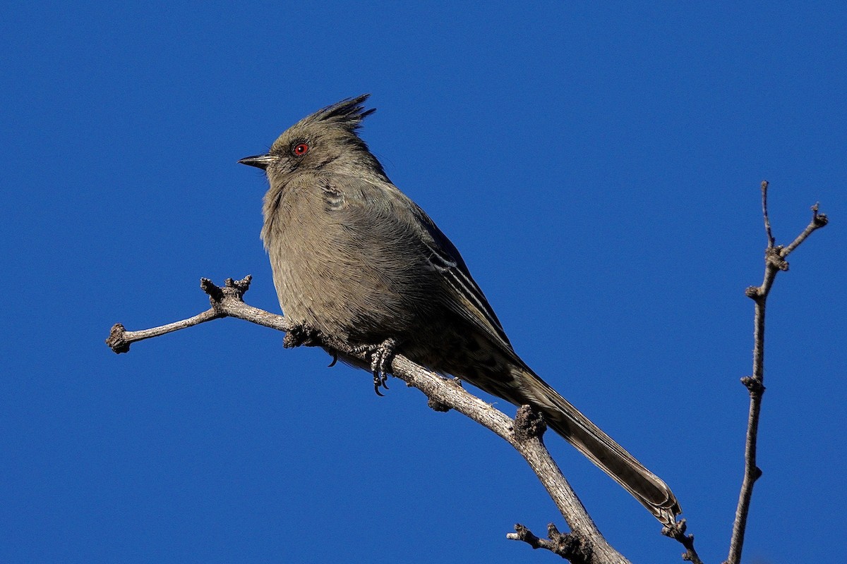 Capulinero Negro - ML647504114