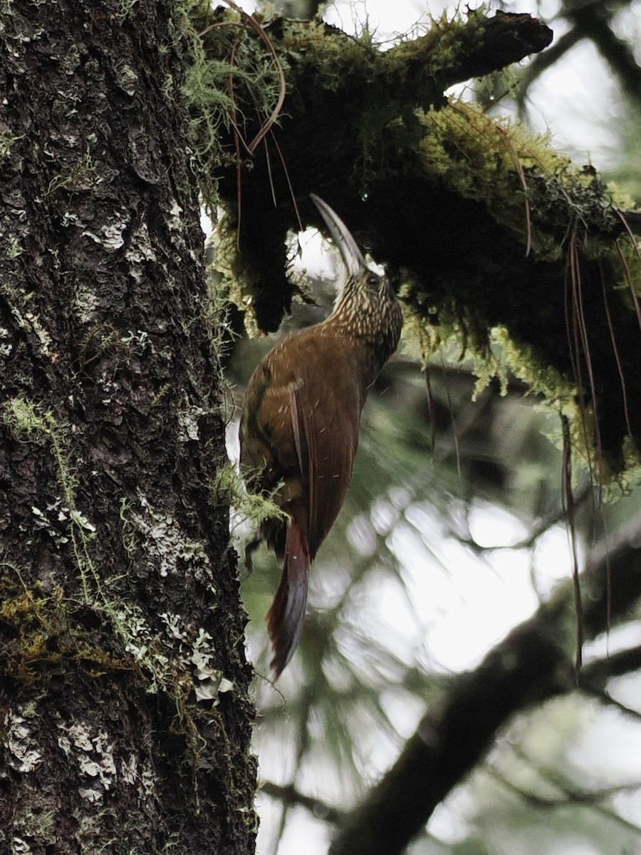 Trepatroncos Picofuerte - ML647504115