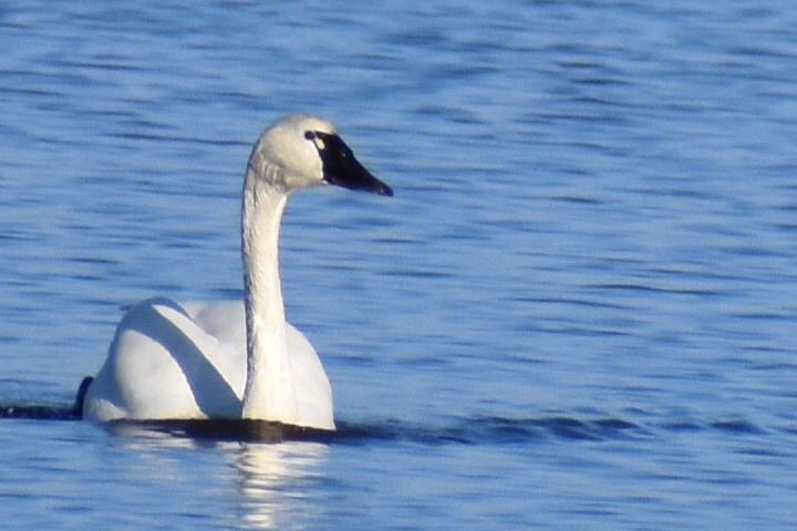 Cisne Chico - ML647504116