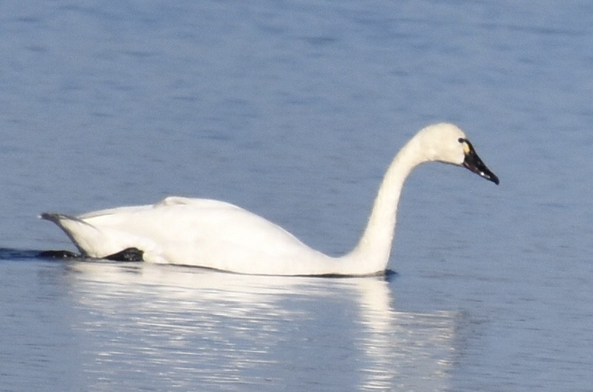 Cisne Chico - ML647504117