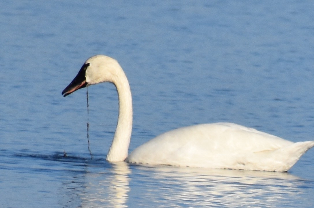 Cisne Chico - ML647504118