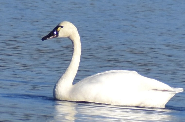 Cisne Chico - ML647504119