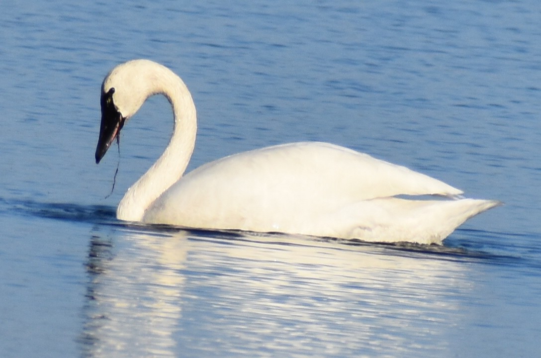 Cisne Chico - ML647504120