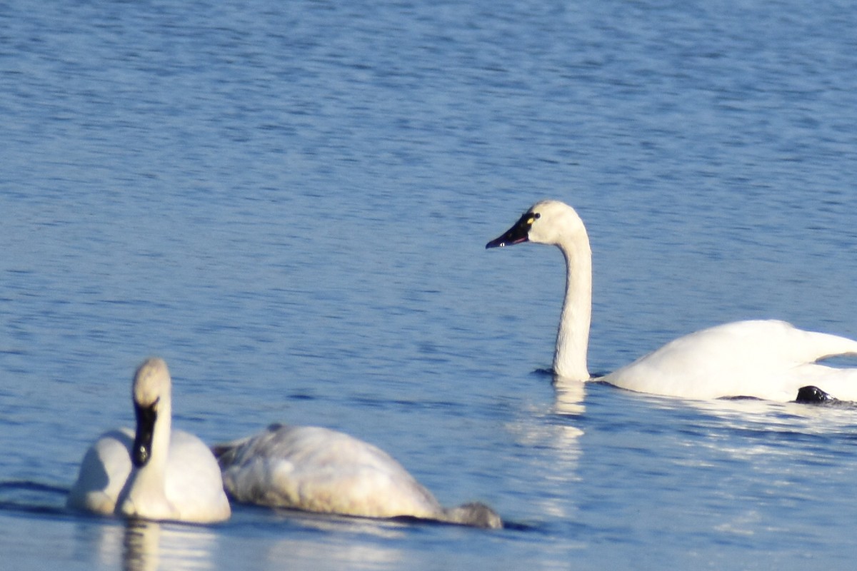 Cisne Chico - ML647504121