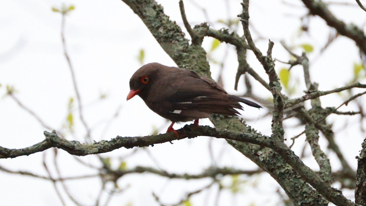 Prionopo de Retz - ML647504123