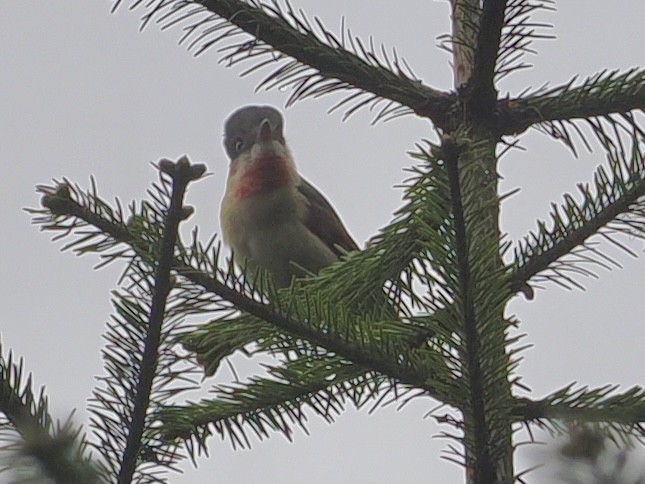 Anambé Degollado - ML647504124