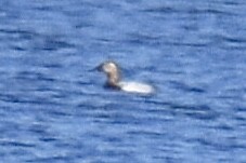 Porrón Coacoxtle - ML647504125