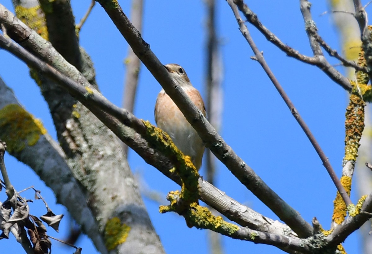 Colirrojo Real - ML647504126
