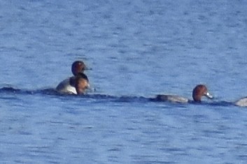 Porrón Americano - ML647504128