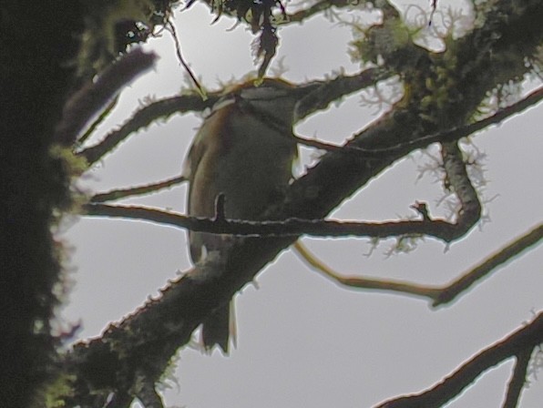 Vireón Pechicastaño - ML647504129