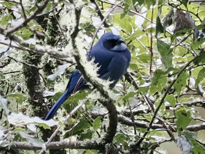 Chara Enana - ML647504133