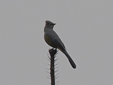 Capulinero Gris - ML647504134