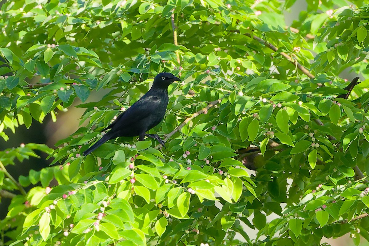 Estornino Bronceado - ML647504135